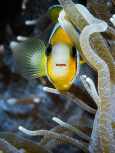 look in my eyes by Marc Van Den Broeck 